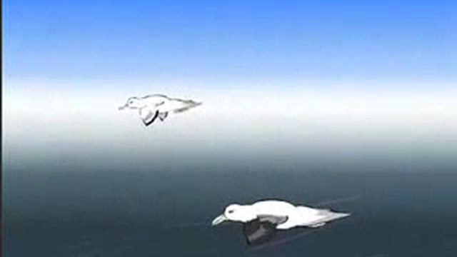 Альбатрос и чайка.flv смотреть онлайн