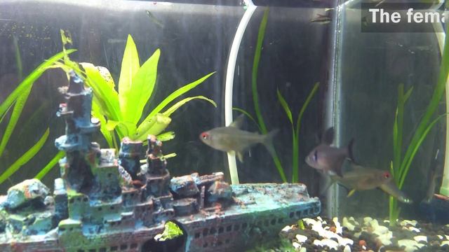 Lemon Tetra Fun Facts смотреть онлайн