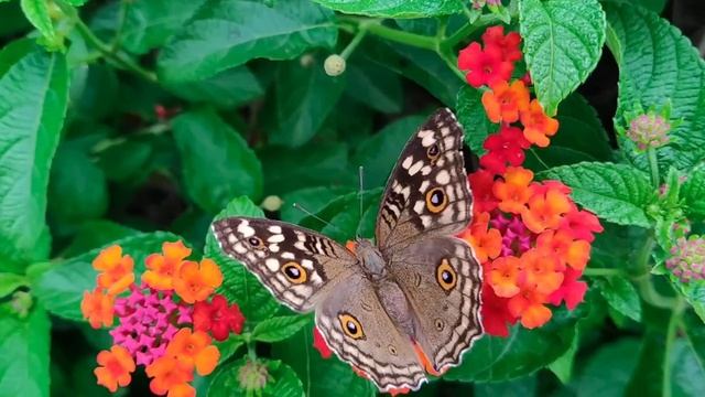 Релакс музыка .Чудесная расслабляющая мелодия .Прекрасная природа.Все условия для медитации, отдыха смотреть онлайн