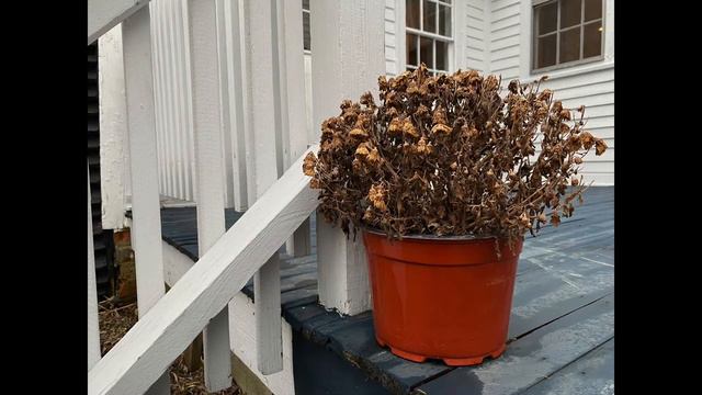 IPhone 11 Pro Camera Review Pt  2