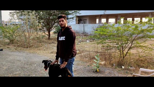 Doberman dog review | working dog | Doberman quality | Doberman behavior | Obedient Trained Doberma смотреть онлайн