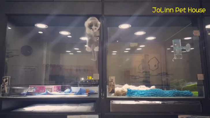 Дерзкий побег котёнка из клетки смотреть онлайн