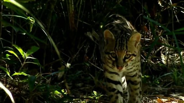 Животные тропических лесов для детей Rainforest Animals Sound And Name
