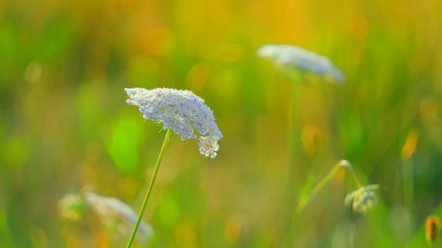 Музыка помогает расслабить нервную систему, улучшить память 🌿 Лучшая музыка Сергея Грищука смотреть онлайн