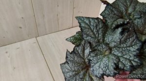 Обзор декоративно лиственных бегоний, самые неприхотливые,самые крупные.