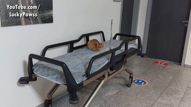 Stray Cats Caught In The Cold Entered The Hospital And Lay On The Stretcher ? - Lucky Paws