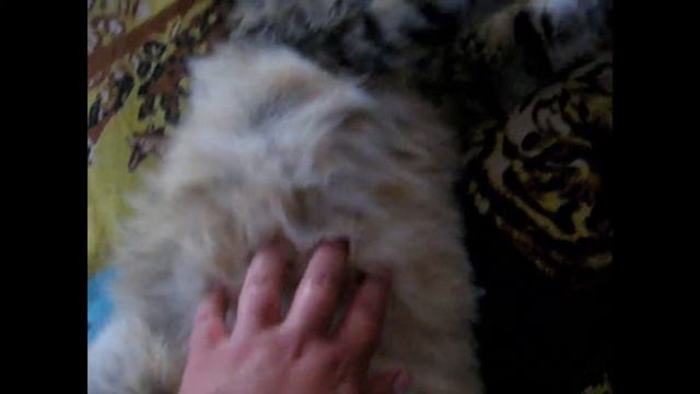 КОШКА ПОСЛЕ НОЧНОЙ (CAT AFTER NIGHT) смотреть онлайн