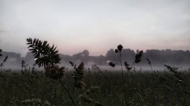 Звуки дождя и ветра для глубокого сна смотреть онлайн