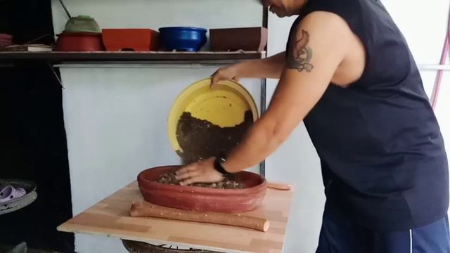 RAFT STYLE BONSAI, PAANO GAWIN? RED BALETE/RED FICUS/FICUS CONCINNA смотреть онлайн