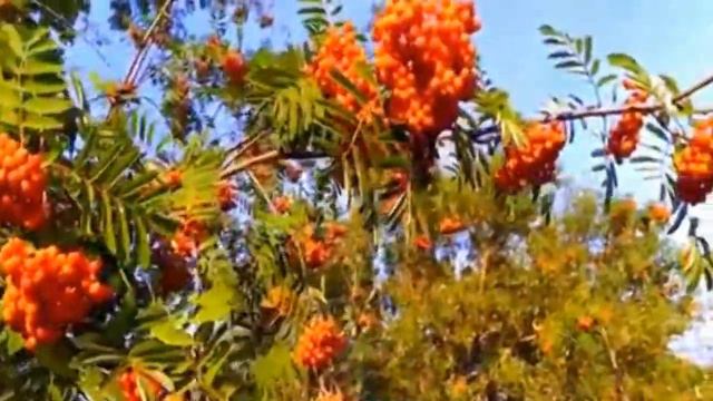 ВИА Песняры - Снег тополей смотреть онлайн