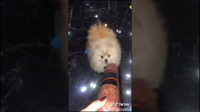 Шпицы Лакки и Полли и ЕДА😍😍😍 нарезка приколов: вам понравится 😂😂😂 смотреть онлайн