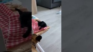 Знакомство со сводной сестрой
