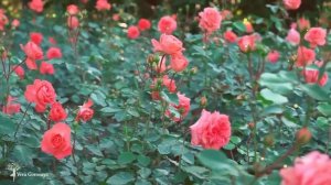 ✫Мантра для открытия всех дорог★Мантра БЛАГОСЛОВЕНИЯ✫.mp4