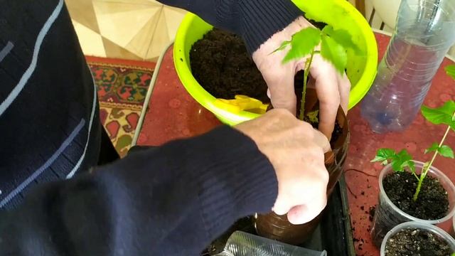 Грецкий орех дома.Результаты выращивания саженцев грецкого ореха. смотреть онлайн