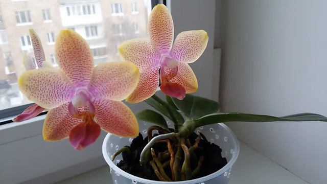 Sara Brother Gold преподнесла сюрприз смотреть онлайн