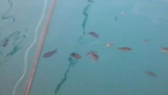 Рыбалка в Чёрном море: Звездочёт смотреть онлайн