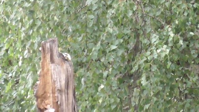 Деревья под дождем, идет дождь, дождик