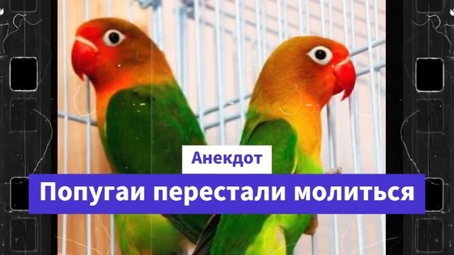 Анекдот про еврея и попугая / Анекдоты смешные до слёз! смотреть онлайн