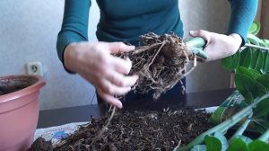 Замиокулькас пересадка. Как разделить долларовое дерево