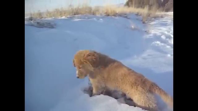 Glenwood Springs dog Trainer/Golden Retriever Puppy смотреть онлайн