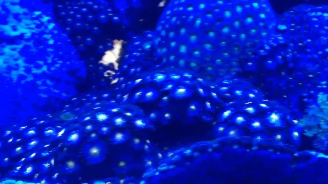 A LED actinic view of my aquarium смотреть онлайн