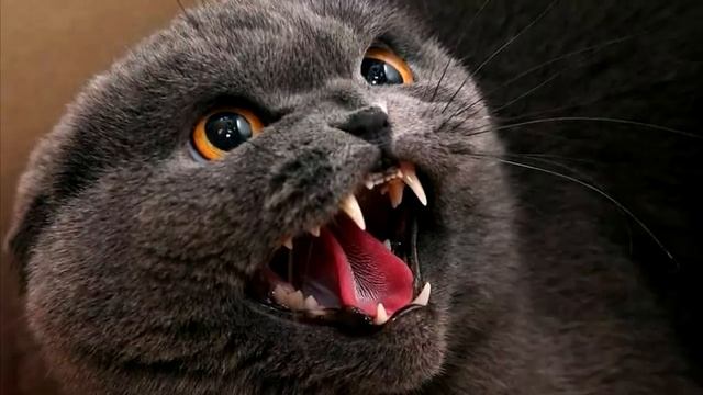 Кошка родила трёх котят, но на одного шипела и кидалась, хозяйка поняла, в чем дело, когда заглянул смотреть онлайн