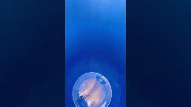 дрожжи винные