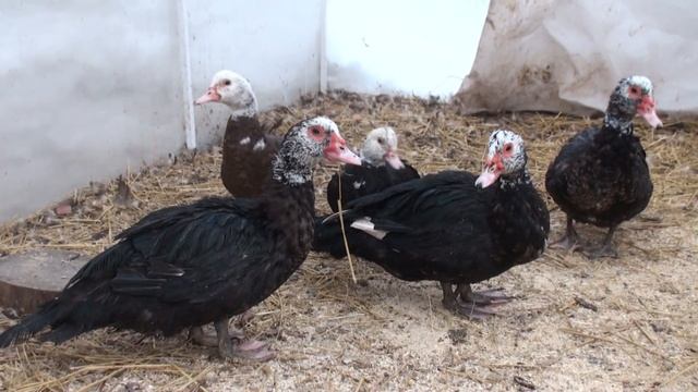 Индоутки, Содержание, Часть-12, Как отличить селезня от утки, Подтверждение