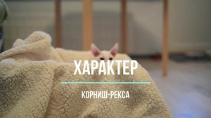 КОРНИШ РЕКС ВСЕ О ПОРОДЕ. ИНТЕРЕСНЫЕ ФАКТЫ