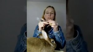 что делать ,если кролик не ест.первая помощь