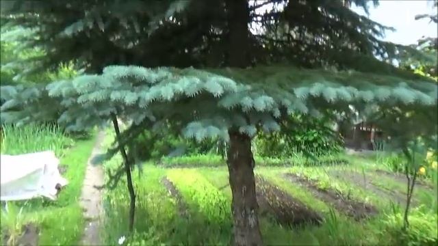 Дача. Корнеудалитель. Фонтанчик. В гостях у Гали. Галины участок и фиалочки. Дела дачные. смотреть онлайн