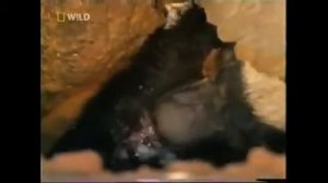 Медоеду ПОХЕР !