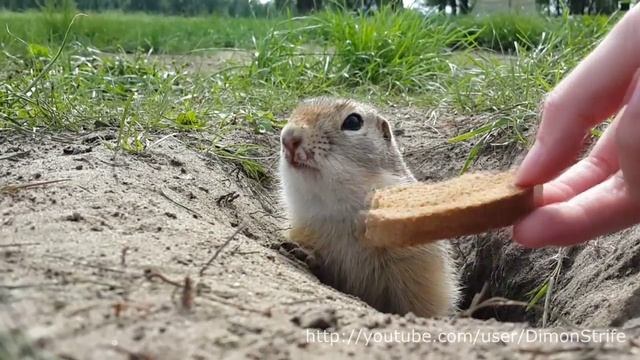 Кормим суслика (Feeding the Groundhog) смотреть онлайн