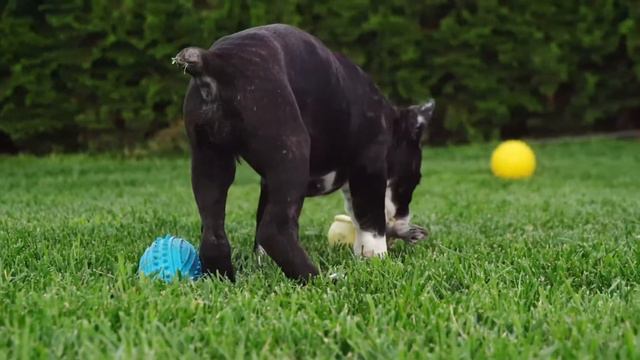 Марфа. Щенок породы немецкий боксер. смотреть онлайн