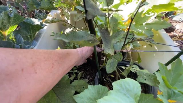 Growing TONS Garden Tour, Composting System, Compost in Place Container Gardening Vegetables смотреть онлайн