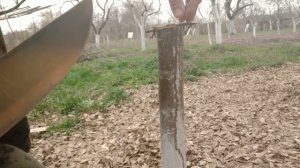 Прививка Персика Абрикоса до сокодвижения или во время / Grafting Peach and Apricot