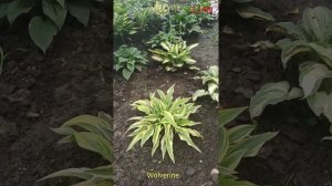 хоста Wolverine