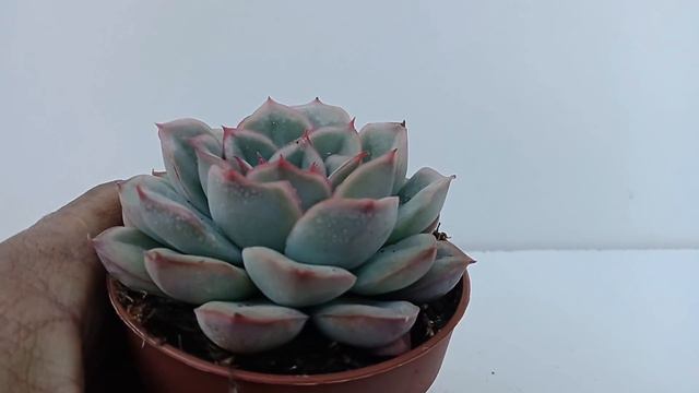 🌵🌵🌵5 ECHEVERIAS IDENTIFICADAS🌵🌵🌵vol.5 смотреть онлайн