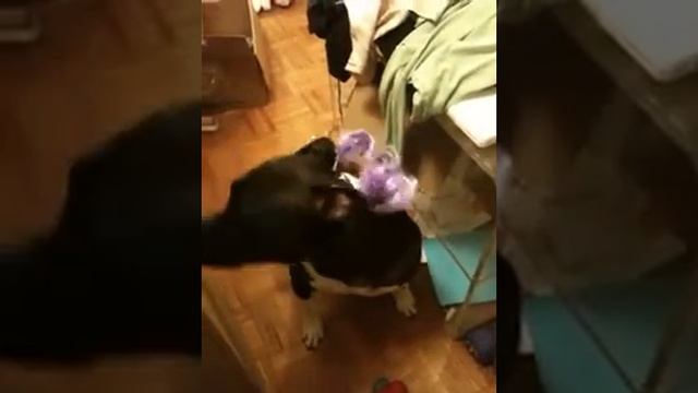 Sadie Blackstar Harmonica Singer смотреть онлайн