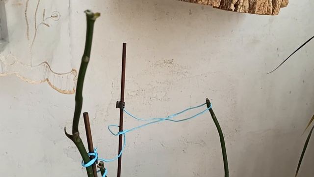 Мой Райский уголок посветлел , октябрь. Но, замечательное цветение орхидей фаленопсис продолжается смотреть онлайн