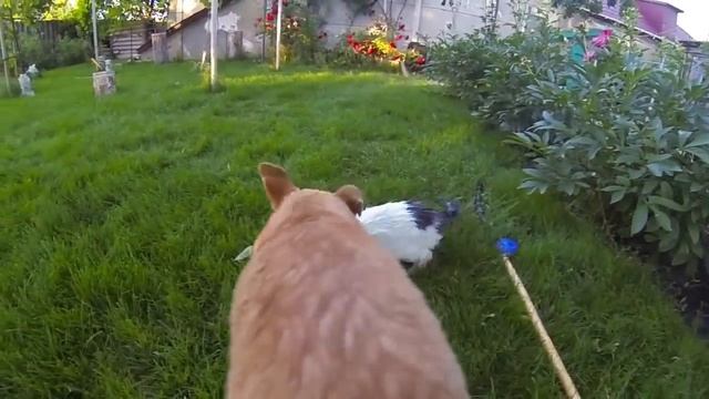 Cat vs Dog - who will win? Cruel Intentions / Кошка против Собаки - кто победит? Жестокие игры смотреть онлайн