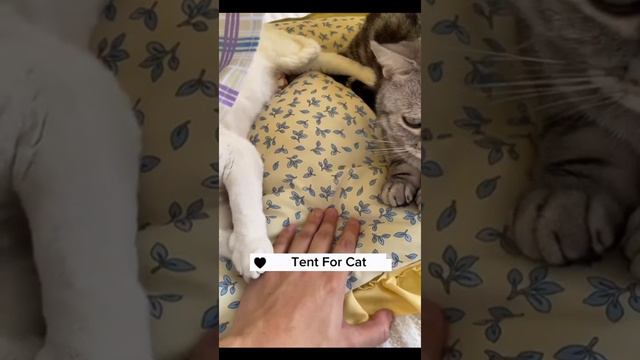Палатка для котиков смотреть онлайн