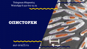 1 - Описторхи.mp4