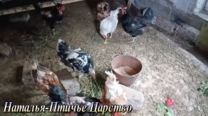 Как подселить  к старым курам молодок без потерь.