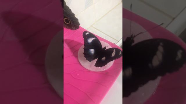 Бабочка Совиный глаз смотреть онлайн