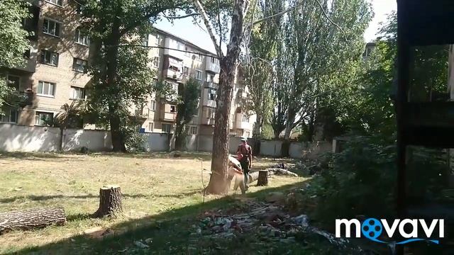 Сухая берёза смотреть онлайн