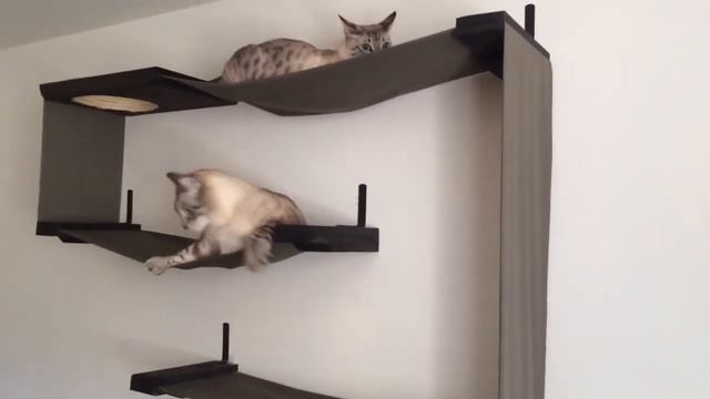 Форт-Кот - настенные домики для кошек смотреть онлайн