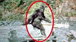 ЖИЗНЬ ЙЕТИ - ВАЛЕРИЯ КОЛЬЦОВА ,ЧИТАЛА НАДЕЖДА КУДЕЛЬКИНА