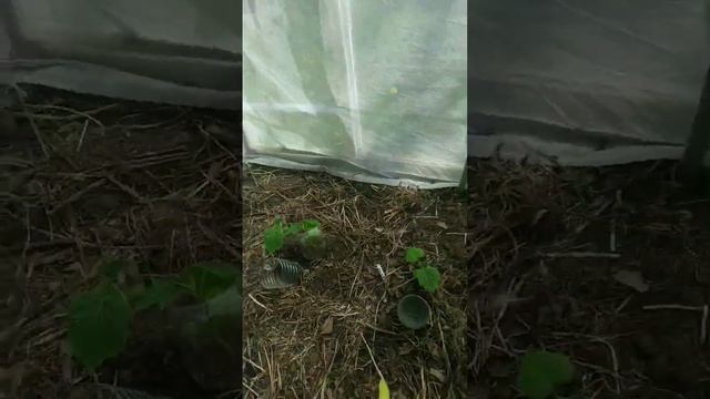 Янтарная кислота для томатов и огурцов в теплице смотреть онлайн