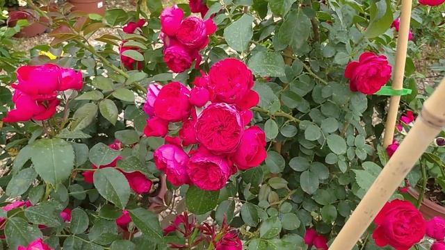 Чем подкармливать розы, чтобы они непрерывно цвели все лето смотреть онлайн